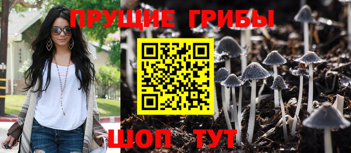 Галлюциногенные грибы Magic Shrooms  Псилоцибиновые грибы GOLDEN TEACHER  наркотики  Вход с VPN  Бердск 
